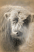 Highland Cow Calf, Glamis Castle, Scotland, artwork, Sketch, Drawing.