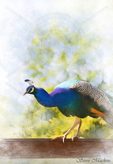 Muncaster Castle Pheasant