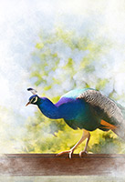 Muncaster Castle, Pheasant, Lake District, Cumbria