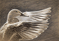 Derwentwater Duck, Keswick, Lake District, Cumbria