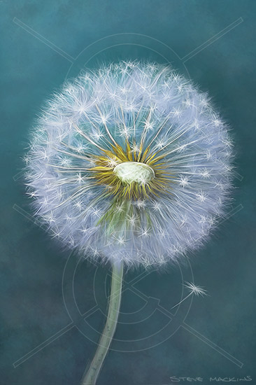 Dandelion