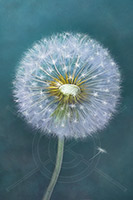 Dandelion, Lake District, Cumbria