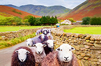 Herdwick Sheep Oil Painting, Herdwick Drawings, Herdwick Sheep Prints, Herdwick Sheep Art, Herdy Sheep Artist, Herdwick Sheep Art Studio, Herdwick Sheep Sketch, Herdwick Sheep, Herdwick Sheep Oil Pastels, Herdwick Sheep Oil Painting, Mixed-Media Herdy Art, Herdwick, Herdwick Artwork, Lakeland Sheep, Herdy Wall Art, Herdwick Sheep Acrylic Paintings, Herdy Ewe, Lakeland Herdy Artworks, Herdwick, Herdy Sketches, Herdy Sketch, Herdy Art, Herdwick Wall Art, Herdy, Skiddaw Little Man, Frizington, Garrigill, Great Broughton, Calf Crag, Eagle Crag, Cotehill, Beckermet, Hincaster, Seatallan, Troutbeck 
