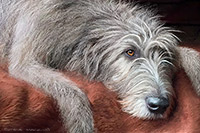 Gandalf, Irish wolfhound, Dogs, Grey, Lake District, Cumbria