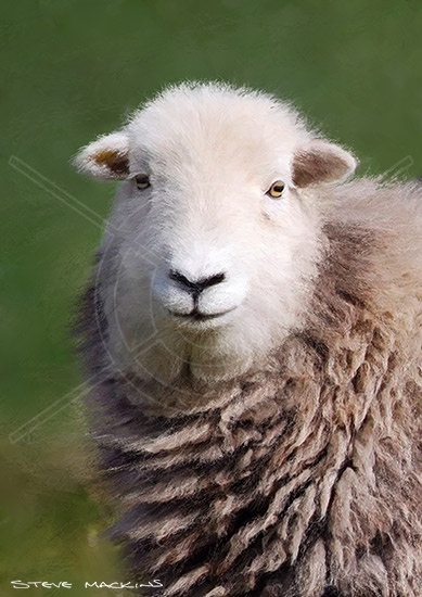 Grange Herdwick