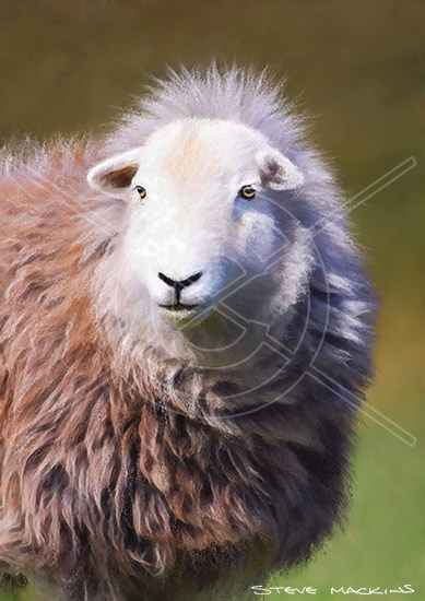 Grange Herdwick II