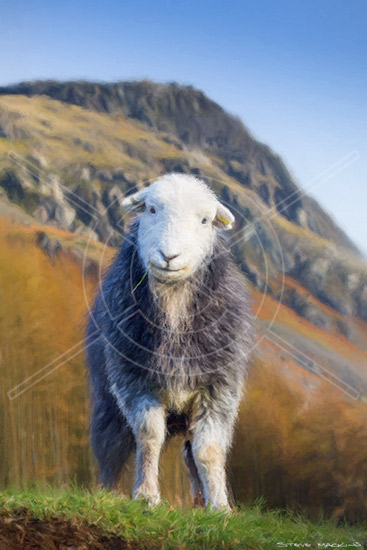 Yewbarrow Herdwick