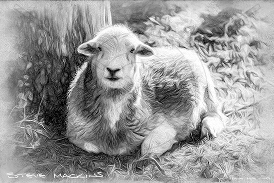 Wastwater Herdwick (mono)