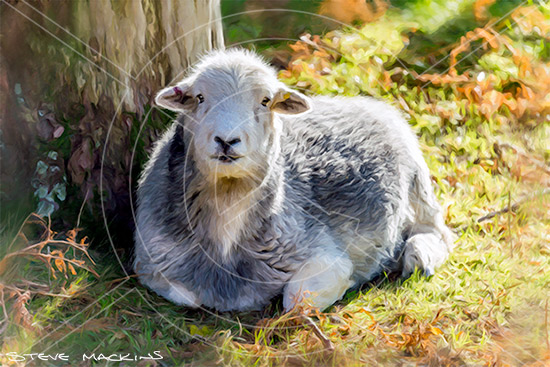 Wastwater Herdwick