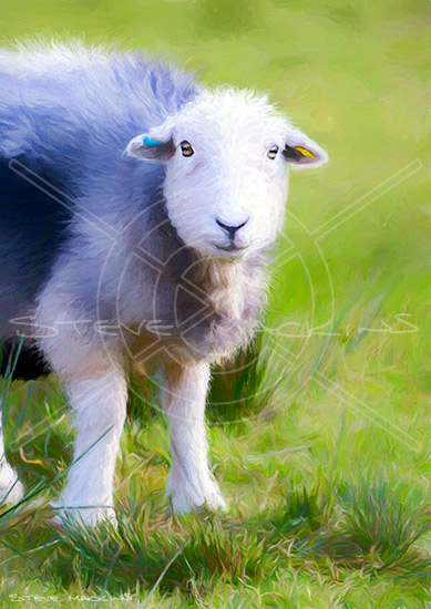 Lake District Herdwick Sheep Art Prints