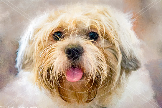 Jasper ~ Shichon (Shih Tzu / Bichon Frise) - Wildlife Artwork - Art Prints Jasper ~ Shichon (Shih Tzu / Bichon Frise)