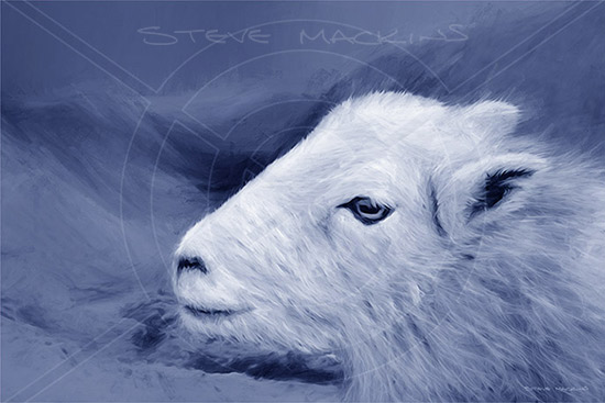 Mountain Herdwick