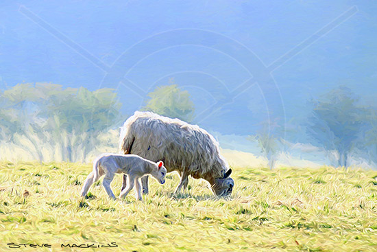 Lakeland Lamb & Ewe