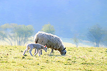 Herdy Art, Herdwick Sheep Oil Painting, Herdwick Sheep, Herdwick Sheep Oil Painting, Mixed-Media Herdy Art, Herdwick Artwork, Herdwick Wall Art, Herdwick Sheep Art Studio, Herdy Sketch, Herdwick Sheep Acrylic Paintings, Herdy, Herdwick Drawings, Herdy Wall Art, Herdy Sheep Artist, Herdwick Sheep Oil Pastels, Herdy Ewe, Lakeland Sheep, Herdwick Sheep Art, Herdwick Sheep Sketch, Herdies, Herdwick, Herdwick Sheep Prints, Herdy Sketches, Lakeland Herdy Artworks, Pavey Ark, High Tove, Little Langdale, Kirkland (Frizington), Westward, Lowick, Lakeside, Ravenglass, Monkhill, Knock, Moresby, Angletarn