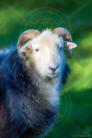 Nether Wasdale Herdwick