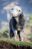 Herdwick Sheep Oil Painting, Herdy Sketches, Herdwick Sheep Acrylic Paintings, Herdies, Lakeland Sheep, Herdwick Sheep, Herdwick Sheep Art Studio, Herdwick Wall Art, Herdwick Sheep Sketch, Herdy Wall Art, Herdwick Sheep Prints, Herdwick Sheep Oil Pastels, Herdy Art, Herdwick, Herdy Sketch, Herdwick Artwork, Herdy, Herdy Sheep Artist, Lakeland Herdy Artworks, Herdy Ewe, Herdwick Sheep Art, Mixed-Media Herdy Art, Herdwick Sheep Oil Painting, Herdwick, Little Mell Fell, Cumwhitton, Hilton, Aldingham, Dendron, Drybeck, Temple Sowerby, Rowrah, Raven Crag, Newton Reigny, Kirkoswald, Dufton, Sergeant