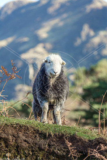 Watch Hill Field Herdwick Ewe