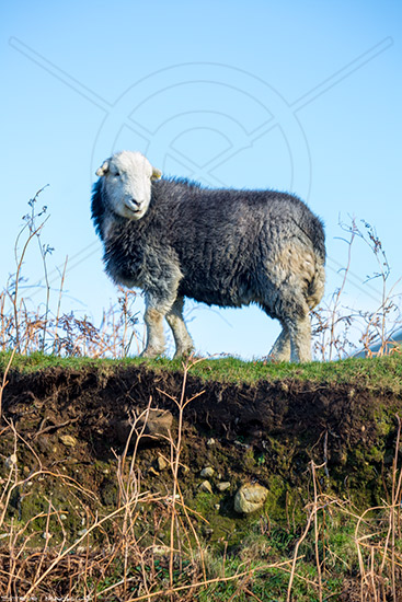 Bouth Field Herdwick