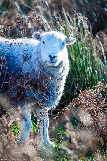 Sandside Field Herdwick Ewe