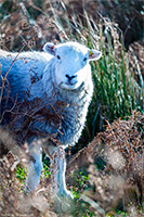 Herdy Ewe, Herdy Sheep Artist, Herdwick Sheep Sketch, Herdwick Artwork, Herdwick Wall Art, Herdwick Drawings, Herdwick Sheep Acrylic Paintings, Herdwick Sheep, Herdy, Herdwick Sheep Oil Painting, Herdies, Herdy Sketch, Herdy Art, Herdwick Sheep Oil Pastels, Herdwick Sheep Oil Painting, Herdwick Sheep Art, Herdwick Sheep Prints, Herdy Sketches, Herdy Wall Art, Lakeland Herdy Artworks, Mixed-Media Herdy Art, Herdwick, Herdwick, Lakeland Sheep, Grayrigg, Greendale, Beetham, Warwick Bridge, Saint Sunday Crag, Haycock, Troutbeck Tongue, Dale Head, Cold Pike, Kearstwick, Tarn Crag (Far Eastern Fells