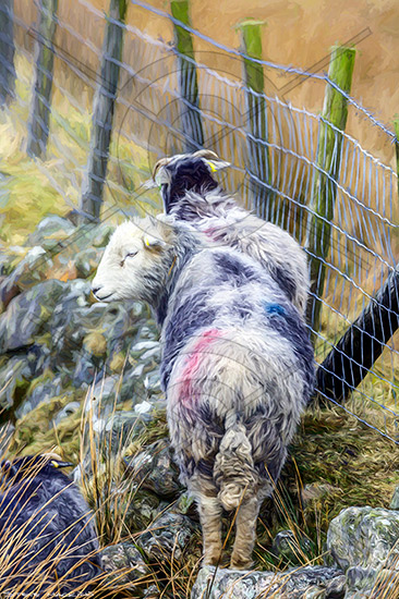 Ennerdale Bridge Herdwick