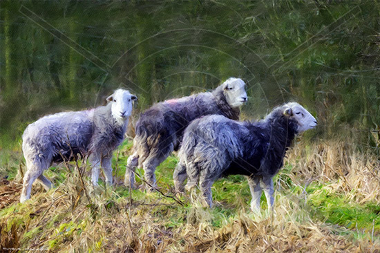 Ennerdale Bridge Herdies