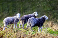 Herdy, Mixed-Media Herdy Art, Herdwick Sheep Art Studio, Lakeland Herdy Artworks, Herdwick Sheep Acrylic Paintings, Herdwick Wall Art, Herdwick Artwork, Herdy Wall Art, Herdy Art, Herdy Sketch, Herdy Sketches, Herdwick Drawings, Herdwick Sheep Oil Painting, Lakeland Sheep, Herdwick Sheep, Herdwick Sheep Sketch, Herdwick, Herdy Ewe, Herdwick, Herdwick Sheep Prints, Herdy Sheep Artist, Herdwick Sheep Oil Painting, Herdwick Sheep Art, Herdies, Stybarrow Dodd, Middle Fell, Oxen Park, Culgaith, Newton Arlosh, Watermillock, Briery, Troutbeck (Windermere), Frizington, Dent, Fairfield, Natland,  Lake 