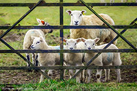 Herdwick Artwork, Herdwick Sheep Oil Painting, Herdwick Drawings, Herdy Ewe, Herdy Art, Herdies, Herdy Sheep Artist, Herdy Sketch, Lakeland Herdy Artworks, Herdwick Sheep Acrylic Paintings, Herdy, Herdwick, Herdwick Sheep Sketch, Herdwick Sheep Art Studio, Herdwick Sheep Prints, Herdy Wall Art, Herdwick Sheep Oil Painting, Herdy Sketches, Lakeland Sheep, Herdwick Sheep Oil Pastels, Herdwick, Herdwick Wall Art, Herdwick Sheep, Herdwick Sheep Art, Boustead Hill, Martindale, Dollywaggon Pike, Gray Crag, Caudale Moor, Arkleby, Spark Bridge, Old Town, Crosby (Maryport), Bardsea, Urswick Great and L