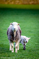 Mixed-Media Herdy Art, Herdwick, Herdwick Sheep Oil Painting, Herdies, Herdwick Sheep, Herdwick Sheep Art, Herdy Wall Art, Herdy Ewe, Herdwick Drawings, Herdwick Sheep Acrylic Paintings, Herdwick Artwork, Lakeland Herdy Artworks, Herdy, Herdwick Wall Art, Herdwick Sheep Sketch, Herdwick Sheep Art Studio, Herdy Sheep Artist, Herdy Sketches, Lakeland Sheep, Herdy Art, Herdwick Sheep Oil Pastels, Herdy Sketch, Herdwick Sheep Prints, Herdwick, Lingmell, Bigrigg, Stonethwaite, Ravenglass, Walla Crag, Harrison Stickle, Newbiggin-on-Lune, Helvellyn, Thurstonfield, Cockermouth, Brough, Cleator Moor,  
