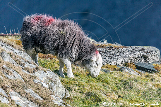 Mellbreak Farm Herdwick Ewe