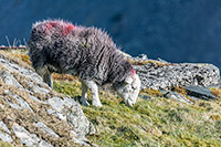 Herdies, Lakeland Sheep, Herdy Wall Art, Herdwick Drawings, Herdwick Sheep Oil Painting, Herdy Sketches, Herdwick Wall Art, Herdwick, Herdy, Herdwick Sheep Sketch, Herdwick Sheep Oil Pastels, Lakeland Herdy Artworks, Mixed-Media Herdy Art, Herdwick Sheep Prints, Herdwick Sheep Art, Herdwick Sheep Acrylic Paintings, Herdy Art, Herdwick Sheep Oil Painting, Herdwick, Herdwick Artwork, Herdy Sketch, Herdwick Sheep Art Studio, Herdwick Sheep, Herdy Sheep Artist, Gavel Fell, Barf, Dendron, Arnison Crag, Scoat Fell, Mardale Ill Bell, Kidsty Pike, Bassenthwaite, Maiden Moor, Slight Side, Cliburn, High