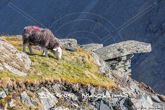Vickerstown Field Herdwick Ewe