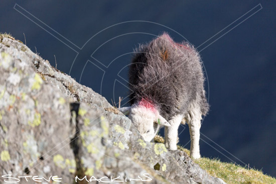 Grey Friar Herdwick Sheep