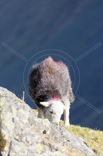 Broughton Moor Field Herdwick Ewe
