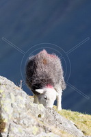 Herdwick Wall Art, Herdwick Sheep, Herdy Sketch, Herdwick Sheep Art, Herdwick Artwork, Herdy Wall Art, Lakeland Sheep, Lakeland Herdy Artworks, Mixed-Media Herdy Art, Herdwick, Herdwick Sheep Prints, Herdy, Herdy Sheep Artist, Herdwick Sheep Acrylic Paintings, Herdwick Drawings, Herdy Ewe, Herdwick Sheep Oil Pastels, Herdwick Sheep Oil Painting, Herdwick Sheep Oil Painting, Herdy Art, Herdwick Sheep Art Studio, Herdy Sketches, Herdwick Sheep Sketch, Herdwick, Soulby (Penrith), Newby Bridge, Whiteside, Burnbanks, Silver How, Newlands (Keswick), Scar Crags, Graystones, Shipman Knotts, Harrington