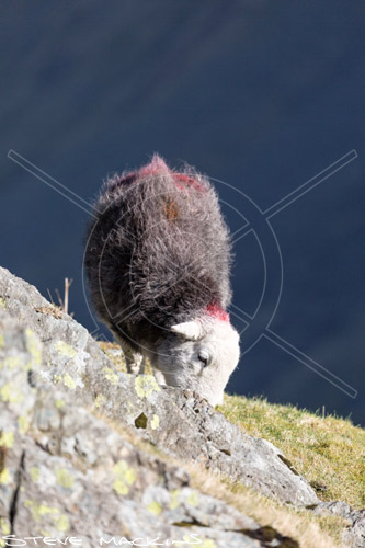 The Nab Farm Herdwick Ewe
