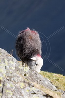 Herdwick Sheep, Herdy Wall Art, Herdy Sheep Artist, Herdy Ewe, Herdwick Wall Art, Herdwick Sheep Art, Herdy Sketches, Herdwick Sheep Oil Pastels, Herdwick, Herdwick, Herdy Sketch, Herdy, Lakeland Herdy Artworks, Herdwick Sheep Oil Painting, Lakeland Sheep, Herdwick Sheep Oil Painting, Herdwick Sheep Art Studio, Herdwick Sheep Sketch, Herdwick Sheep Acrylic Paintings, Mixed-Media Herdy Art, Herdies, Herdwick Artwork, Herdwick Sheep Prints, Herdy Art, Rampside, Bakestall, Eagle Crag, Aikton, Dalston, Gilcrux, Crosby Ravensworth, Burneside, Brigsteer, Loughrigg Fell, Hayton (Brampton), Carrock Fe