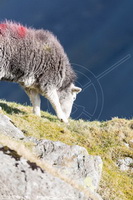 Herdy Art, Herdy Wall Art, Herdwick Sheep Acrylic Paintings, Lakeland Sheep, Herdwick Artwork, Mixed-Media Herdy Art, Herdwick Sheep Art, Herdwick Sheep Oil Painting, Herdwick, Herdwick Sheep, Lakeland Herdy Artworks, Herdwick Sheep Prints, Herdwick, Herdwick Drawings, Herdy Sketches, Herdies, Herdwick Sheep Oil Painting, Herdwick Sheep Sketch, Herdwick Sheep Art Studio, Herdy Ewe, Herdy, Herdwick Wall Art, Herdy Sheep Artist, Herdwick Sheep Oil Pastels, Stanah, High Raise, Seathwaite (Duddon Valley), Whitehaven, Crag Fell, Graystones, Silloth, Irton with Santon, Great Musgrave, Routenbeck, Cr