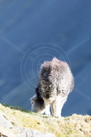 Herdwick Sheep, Lakeland Sheep, Herdwick, Herdies, Herdy Sketch, Herdy Wall Art, Herdwick Wall Art, Herdwick Sheep Sketch, Herdwick Sheep Oil Painting, Herdwick Sheep Acrylic Paintings, Herdwick, Herdy Art, Herdy Sketches, Herdwick Sheep Art, Herdy, Herdy Ewe, Herdwick Artwork, Mixed-Media Herdy Art, Herdwick Drawings, Lakeland Herdy Artworks, Herdy Sheep Artist, Herdwick Sheep Oil Pastels, Herdwick Sheep Art Studio, Herdwick Sheep Oil Painting, Great Musgrave, Gray Crag, Blea Rigg, Fellbarrow, Asby (Workington), Coniston, Helton, Burnbanks, Embleton, Buttermere, Ill Bell, High Raise,  Lake Di