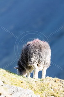 Herdy Sheep Artist, Herdy Ewe, Herdwick Sheep Art Studio, Herdwick Sheep, Herdwick Sheep Art, Herdy Sketches, Lakeland Sheep, Herdwick Sheep Oil Pastels, Herdwick, Herdies, Herdy Wall Art, Mixed-Media Herdy Art, Herdwick Sheep Oil Painting, Herdwick, Herdwick Artwork, Herdy Art, Herdy Sketch, Herdwick Sheep Prints, Herdwick Sheep Oil Painting, Herdwick Sheep Acrylic Paintings, Herdy, Herdwick Wall Art, Lakeland Herdy Artworks, Herdwick Drawings, Pillar, Saint Sunday Crag, Ill Bell, Blencathra, Pavey Ark, Cumwhitton, Farlam, Askam in Furness, Crosthwaite, Whin Rigg, Cartmel Fell, Colby, Brought