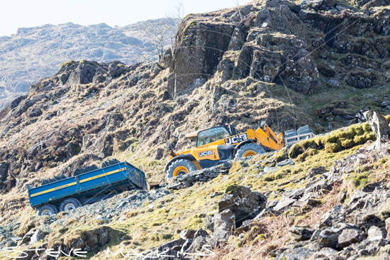 Culgaith Field Herdwick Ewe