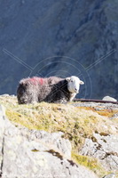 Lakeland Sheep, Herdwick Sheep Oil Painting, Herdy Sheep Artist, Herdwick Drawings, Herdwick Sheep Art Studio, Herdies, Lakeland Herdy Artworks, Herdy Art, Herdy, Herdy Wall Art, Herdwick, Herdwick Sheep Oil Painting, Herdwick Sheep, Herdy Sketch, Mixed-Media Herdy Art, Herdwick Artwork, Herdwick Sheep Art, Herdy Ewe, Herdwick Wall Art, Herdwick Sheep Sketch, Herdwick Sheep Acrylic Paintings, Herdwick, Herdy Sketches, Herdwick Sheep Oil Pastels, Low Pike, Bardsea, Rosthwaite Fell, Brim Fell, Brigflatts, Ainstable, Ulverston, Souther Fell, Lupton, Tarn Crag (Far Eastern Fells), Warwick-on-Eden,