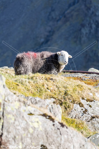 Newbiggin-on-Lune Herdwick Sheep