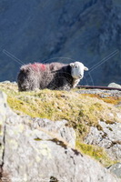 Lakeland Herdy Artworks, Herdy Ewe, Herdwick Sheep Art, Herdy, Herdwick Artwork, Herdwick Sheep Prints, Herdwick Sheep Art Studio, Herdy Wall Art, Mixed-Media Herdy Art, Herdwick Sheep Sketch, Herdwick, Herdy Art, Lakeland Sheep, Herdwick Sheep Oil Pastels, Herdwick Sheep Oil Painting, Herdies, Herdy Sketch, Herdwick Wall Art, Herdwick, Herdwick Sheep Oil Painting, Herdwick Sheep Acrylic Paintings, Herdy Sketches, Herdy Sheep Artist, Herdwick Sheep, Arlecdon, Thornthwaite Crag, Cark (Cartmel), Lingmoor Fell, Pavey Ark, Rampside, Keswick, Pillar, Westward, Kirkcambeck, Longlands Fell, Gilsland,