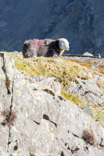 Coniston Herdwick Ewe