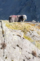 Lakeland Herdy Artworks, Herdwick Sheep Oil Painting, Herdwick Drawings, Herdy Wall Art, Herdwick Sheep Art Studio, Mixed-Media Herdy Art, Herdy Sketch, Herdy, Herdy Art, Herdy Ewe, Herdwick Sheep, Herdwick Artwork, Herdwick Sheep Sketch, Herdwick Wall Art, Herdwick Sheep Oil Painting, Herdwick Sheep Prints, Herdy Sheep Artist, Herdwick, Lakeland Sheep, Herdwick, Herdwick Sheep Acrylic Paintings, Herdwick Sheep Oil Pastels, Herdy Sketches, Herdwick Sheep Art, Brougham, Brough, Backbarrow, Hallbankgate, Bassenthwaite, Watermillock, Little Asby, Birks, Rampside, Gilsland, Bampton Grange, Uldale,