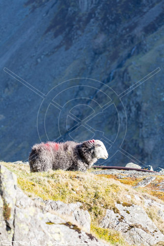 Bridekirk Field Herdwick Ewe