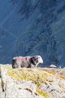 Herdy, Herdy Sheep Artist, Herdwick, Herdies, Herdwick Sheep Art, Herdwick Sheep Acrylic Paintings, Herdwick, Herdwick Sheep Oil Painting, Herdy Wall Art, Herdwick Sheep Oil Pastels, Herdy Sketch, Herdy Sketches, Herdwick Sheep Prints, Herdy Ewe, Herdwick Wall Art, Herdwick Sheep, Herdwick Sheep Art Studio, Herdwick Sheep Oil Painting, Lakeland Herdy Artworks, Mixed-Media Herdy Art, Herdwick Sheep Sketch, Herdwick Artwork, Lakeland Sheep, Herdwick Drawings, Sheffield Pike, Esk Pike, Hawkshead, Green Crag, Whinlatter, Causey Pike, Aglionby, Buttermere, Calthwaite, Lonscale Fell, Dent, Portinsca