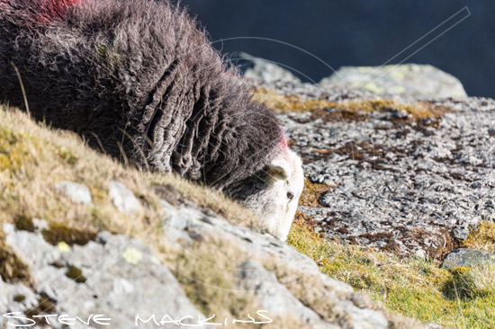 Killington Farm Herdwick Sheep