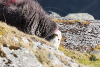 Herdy Sketches, Herdwick Sheep Prints, Herdwick, Herdies, Herdwick, Herdy Sketch, Herdwick Sheep Oil Painting, Herdwick Sheep Art Studio, Herdy, Herdwick Sheep Oil Pastels, Herdy Wall Art, Herdwick Sheep, Herdwick Wall Art, Herdwick Drawings, Lakeland Herdy Artworks, Herdy Art, Herdwick Sheep Sketch, Herdwick Artwork, Herdwick Sheep Oil Painting, Herdy Sheep Artist, Mixed-Media Herdy Art, Herdy Ewe, Herdwick Sheep Acrylic Paintings, Herdwick Sheep Art, Rosthwaite (Keswick), Outerside, Pooley Bridge, Sedbergh, Gleaston, Selside, Dent, Old Town, Isel, Bannerdale Crags, Rampsgill Head, Drigg, Tro